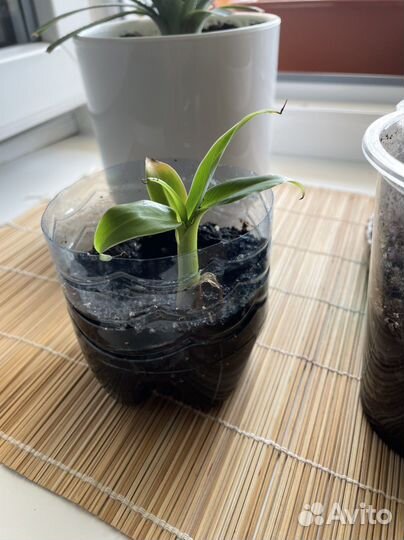 Карликовый банан укоренившийся