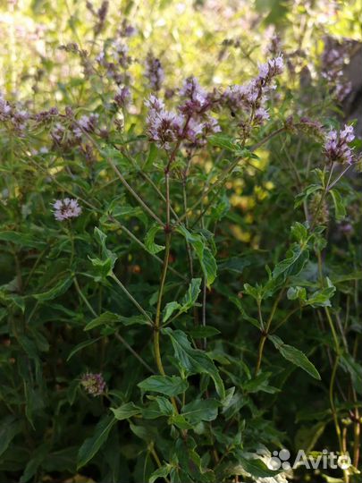 Душистые травы