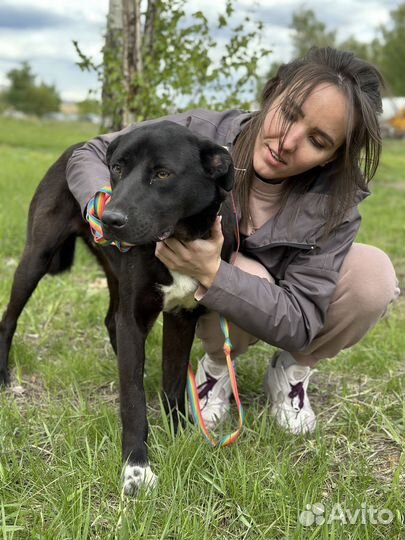 Олаф. Забавный пёсель из приюта