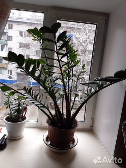 Замиокулькас, долларовое дерево