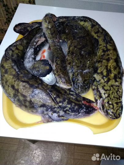 Всегда свежая рыба