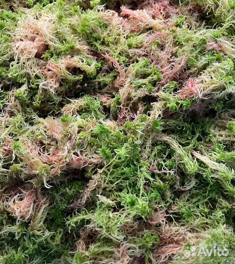Мох сфагнум живой