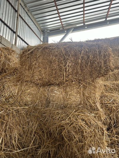 Солома ячменная в тюках