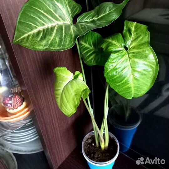 Сингониум Батерфляй Вайт