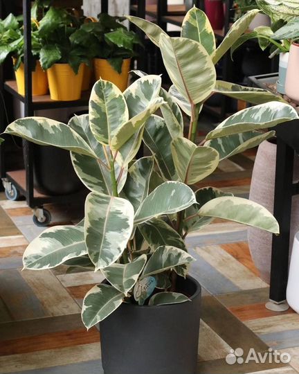 Роза,Антуриум, Фикус и декабрист