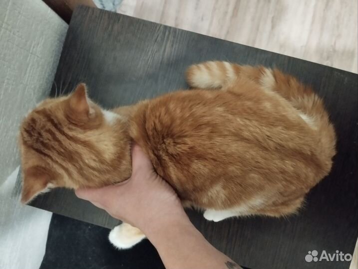 Рыжий котик мальчик