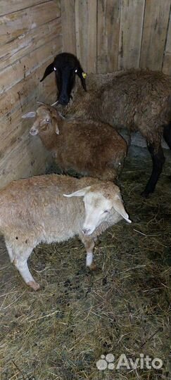 Овца с двумя ярочками
