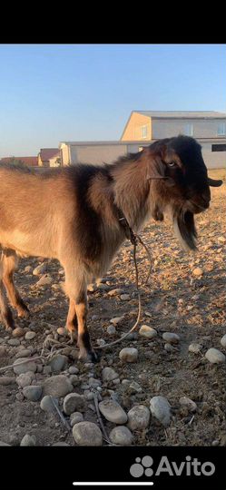 Козел баран лакон