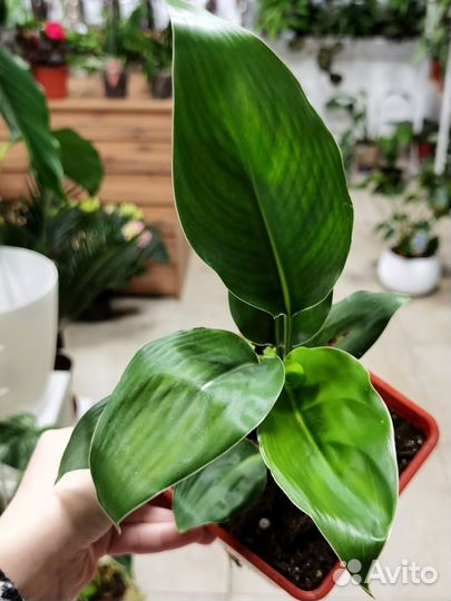 Редкая жёлтая Стрелиция Регина Манделла Голд