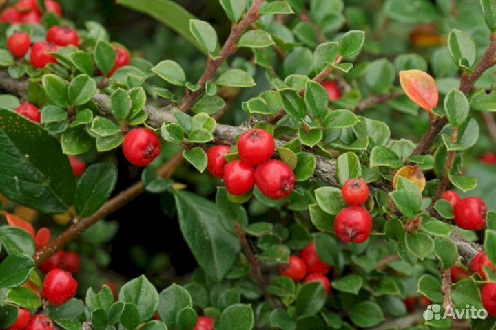 Кизильник Даммера Майор