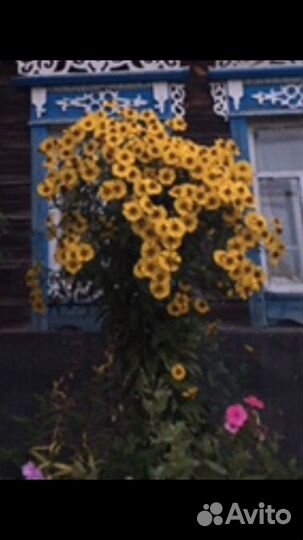 Многолетние растения