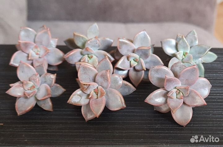 Суккуленты