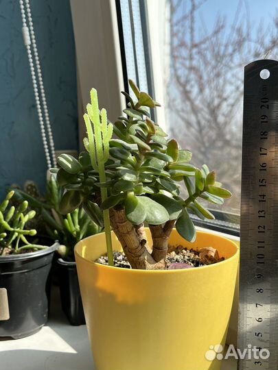 Алоэ, Рипсалис, Пеперомия, Церопегия, Толстянки