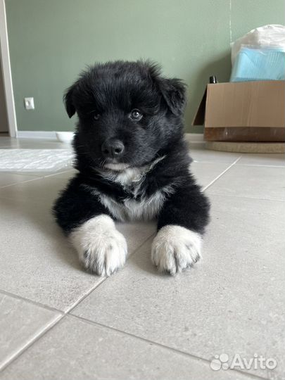 Щенок самоеда