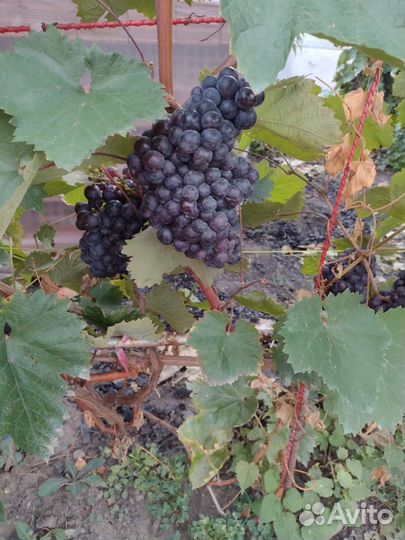 Чубуки,черенки винограда