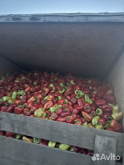 Перец сладкий