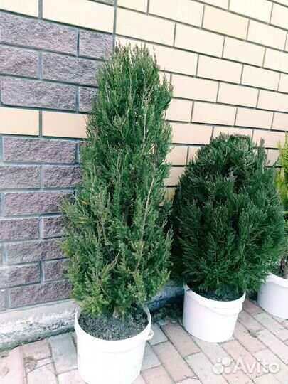 Можжевельник