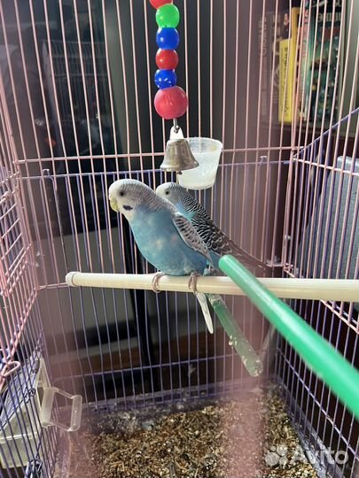 Волнистый попугай с клеткой