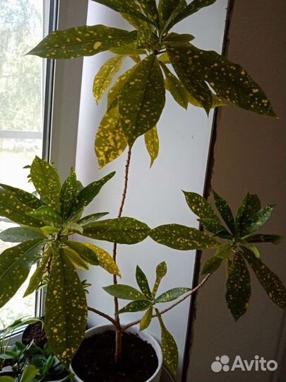 Бересклет японский, Кротон/Кодиеум Голден Сан