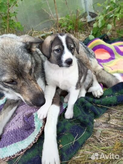 Щенки ищут дом