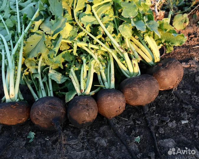 Семена Редьки 