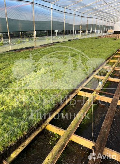 Сеянцы Лиственницы Сибирской с зкс