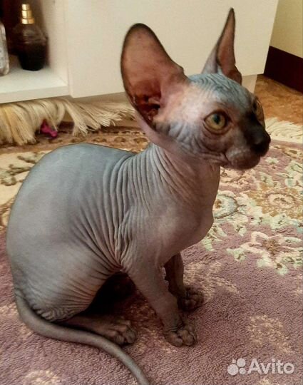Канадский сфинкс котенок