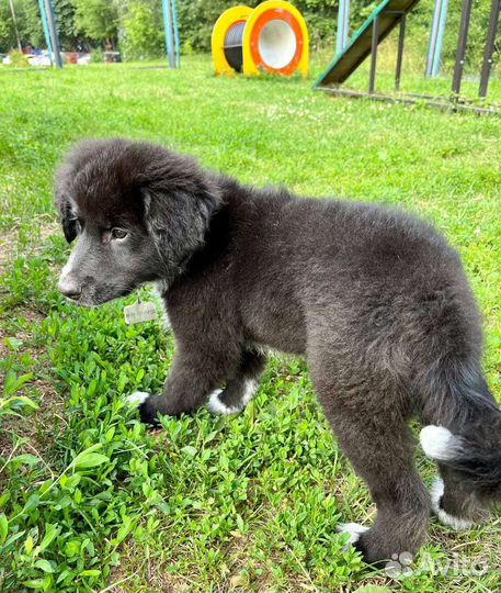 Щенок в добрые руки бесплатно