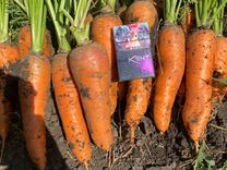 Морковь свежая-урожай 2024