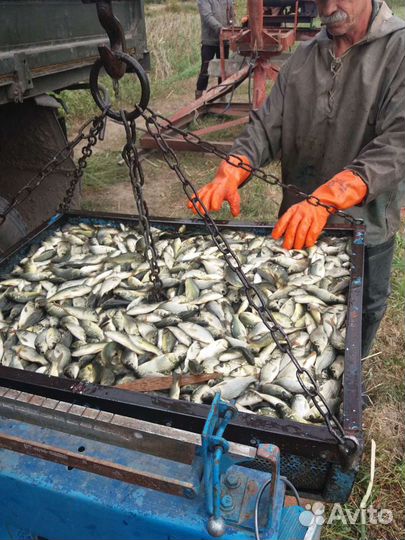 Малек карпа