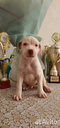 Шикарные малыши,с документами апбт