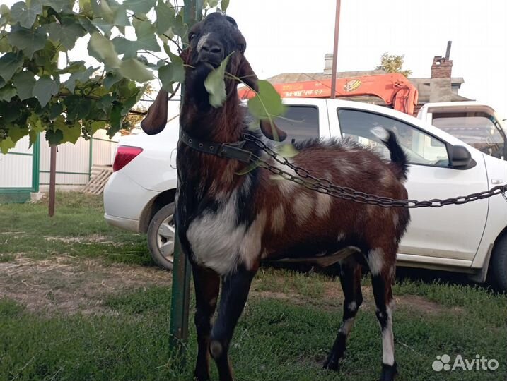 Англо нубийский козлик на случку/вязку
