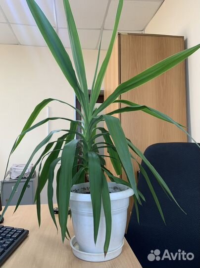 Пальма юкка