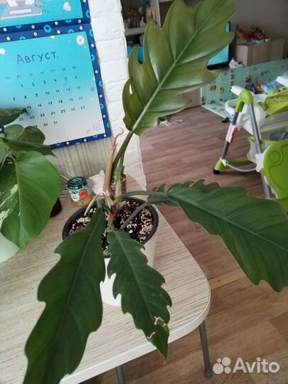 Филодендрон карамель Плуто