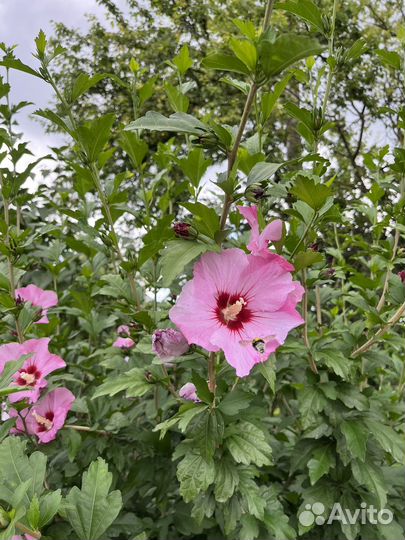 Гибискус сирийский