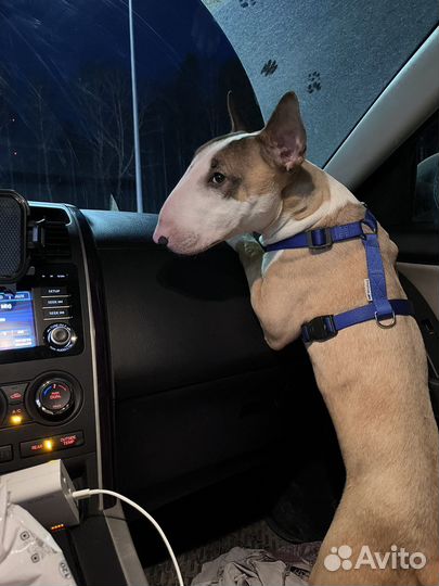 Бультерьер