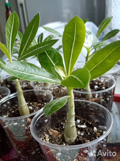 Комнатные цветы адениум