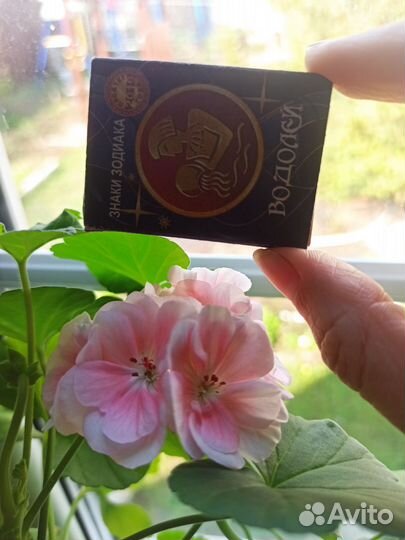 Растения. Герань. Ирисы. Очиток почвопокровный