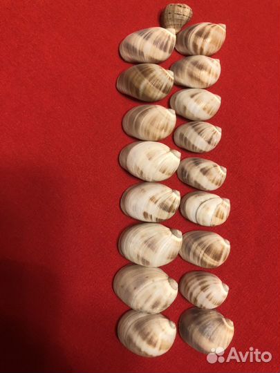 Морские ракушки