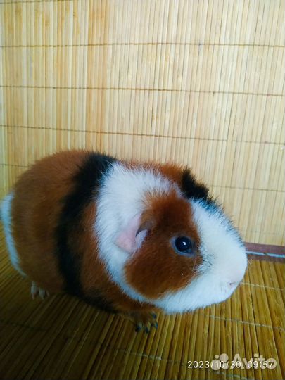 Морская свинка Американский Тедди. мальчик