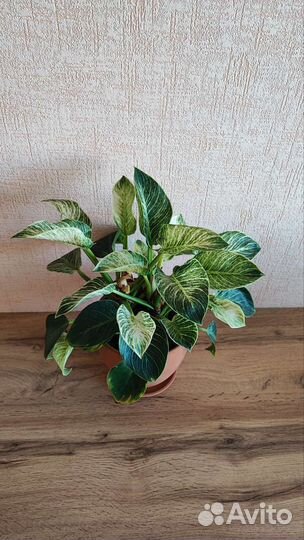 Филодендрон биркин