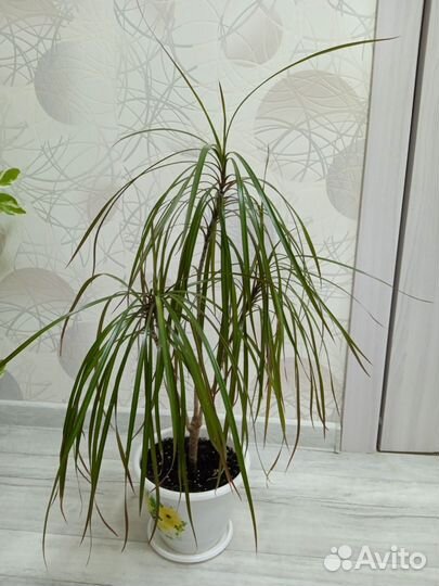 Молоденькая пушистая драцена высота 65см