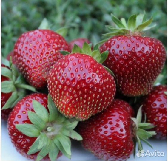 Клубника Бронь