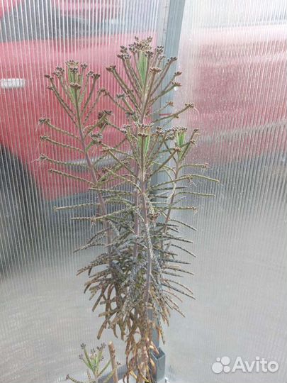 Каланхоэ трубкоцветковое