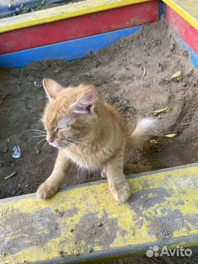 Кошка в дар