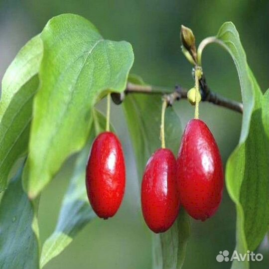 Саженцы кизила Елена