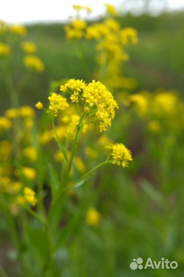 Объектив fujifilm xf 35mm f2