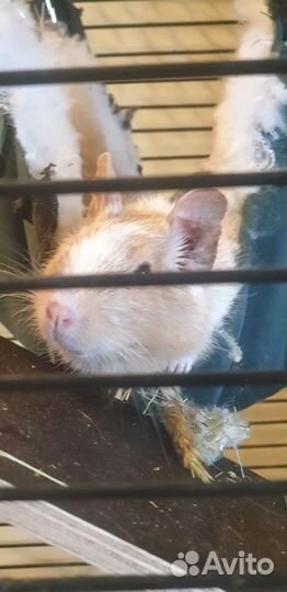 Белки дегу + клетка