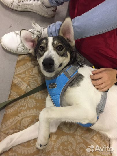 Собака в добрые руки