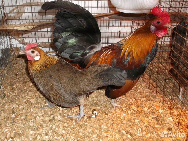 Карликовые куры